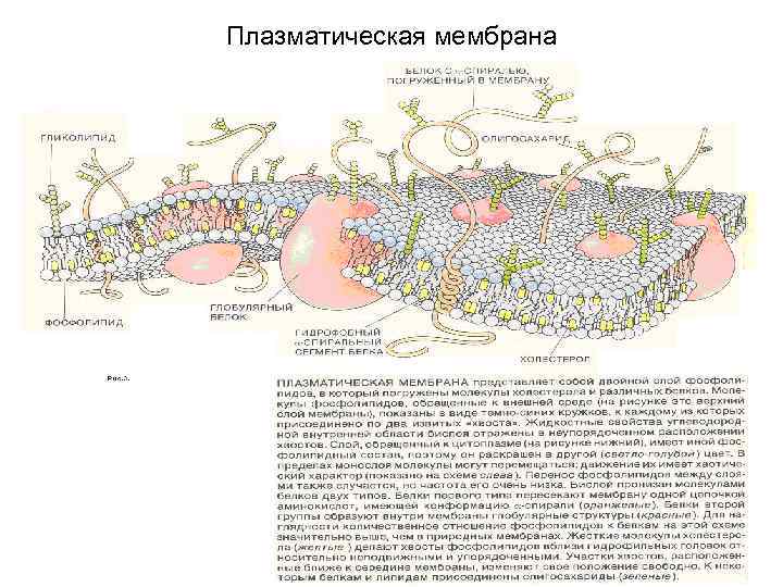 Плазматическая мембрана Плазматическая мембрана