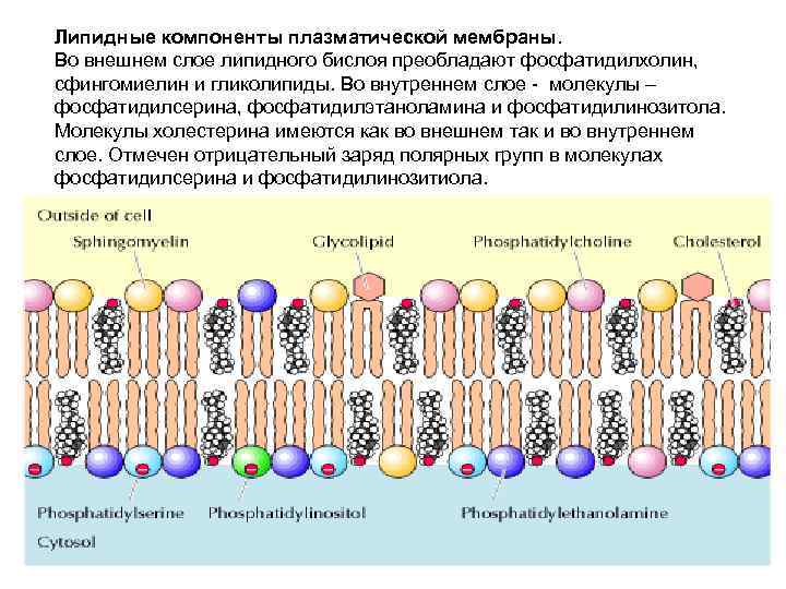 Липидные компоненты плазматической мембраны. Во внешнем слое липидного бислоя преобладают фосфатидилхолин, сфингомиелин и гликолипиды. Липидные компоненты плазматической мембраны. Во внешнем слое липидного бислоя преобладают фосфатидилхолин, сфингомиелин и гликолипиды.