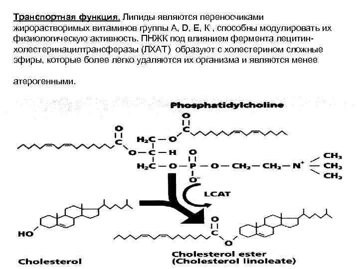 Транспортная функция. Липиды являются переносчиками жирорастворимых витаминов группы А, D, Е, К , способны Транспортная функция. Липиды являются переносчиками жирорастворимых витаминов группы А, D, Е, К , способны