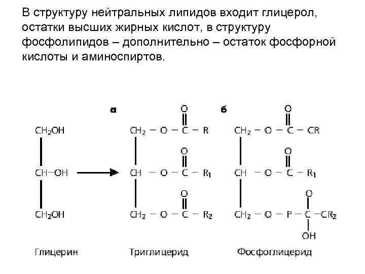 В структуру нейтральных липидов входит глицерол, остатки высших жирных кислот, в структуру фосфолипидов – В структуру нейтральных липидов входит глицерол, остатки высших жирных кислот, в структуру фосфолипидов –
