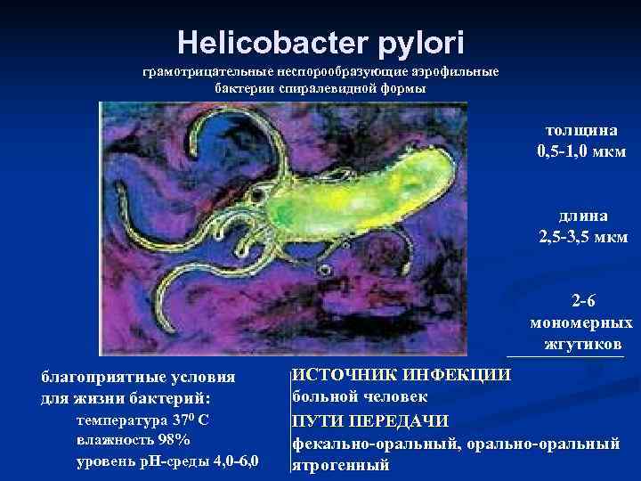 Helicobacter pylori грамотрицательные неспорообразующие аэрофильные Helicobacter pylori грамотрицательные неспорообразующие аэрофильные