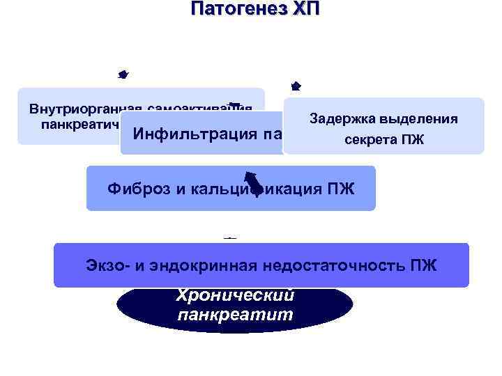     Патогенез ХП       Внутриорганная самоактивация