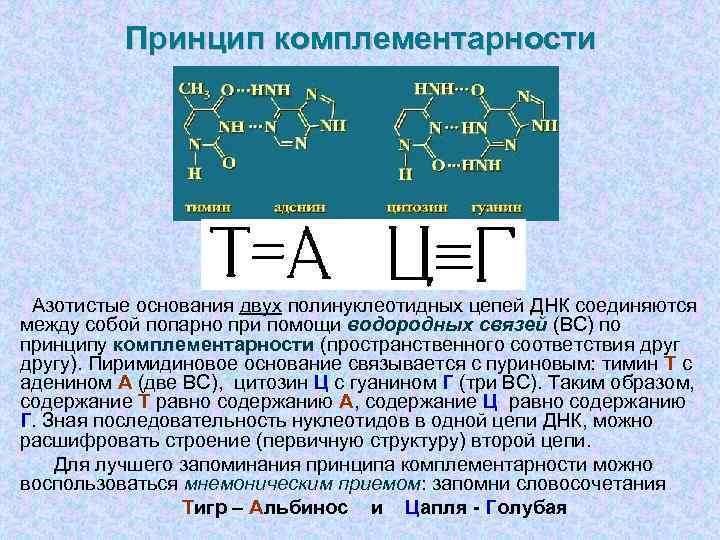    Принцип комплементарности  Азотистые основания двух полинуклеотидных цепей ДНК соединяются между