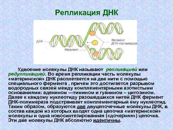     Репликация ДНК   Удвоение молекулы ДНК называют репликацией или
