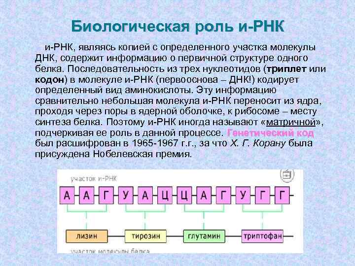    Биологическая роль и-РНК, являясь копией с определенного участка молекулы  ДНК,