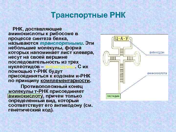     Транспортные РНК   РНК, доставляющие аминокислоты к рибосоме в