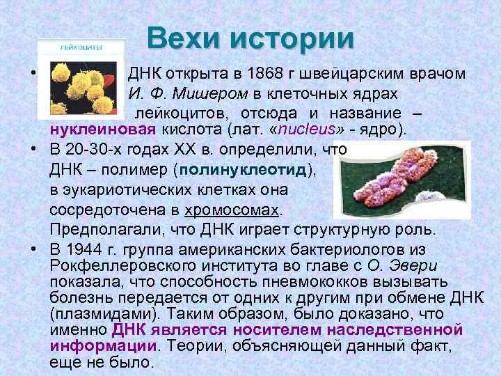    Вехи истории •    ДНК открыта в 1868 г