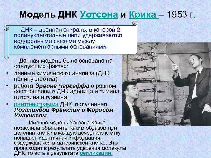   Модель ДНК Уотсона и Крика – 1953 г.  ДНК – двойная