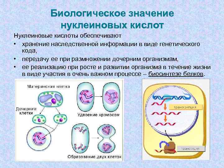   Биологическое значение   нуклеиновых кислот Нуклеиновые кислоты обеспечивают  • хранение