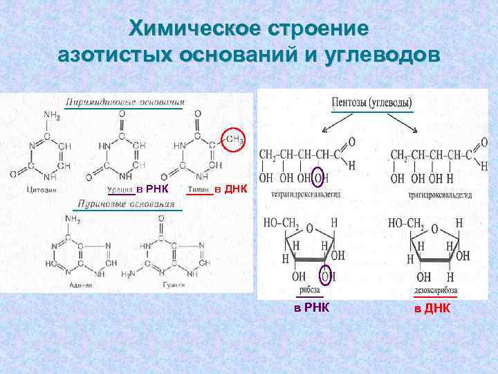  Химическое строение азотистых оснований и углеводов  в РНК  в ДНК 