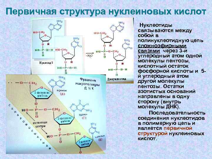 Первичная структура нуклеиновых кислот     Нуклеотиды     связываются