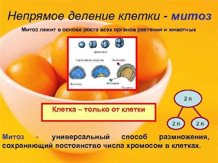  Непрямое деление клетки - митоз Митоз лежит в основе роста всех органов растений