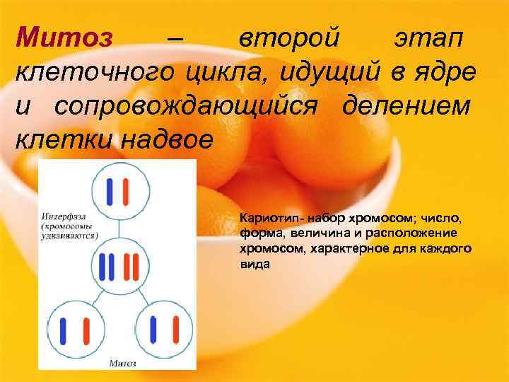 Митоз –  второй  этап клеточного цикла, идущий в ядре и сопровождающийся делением
