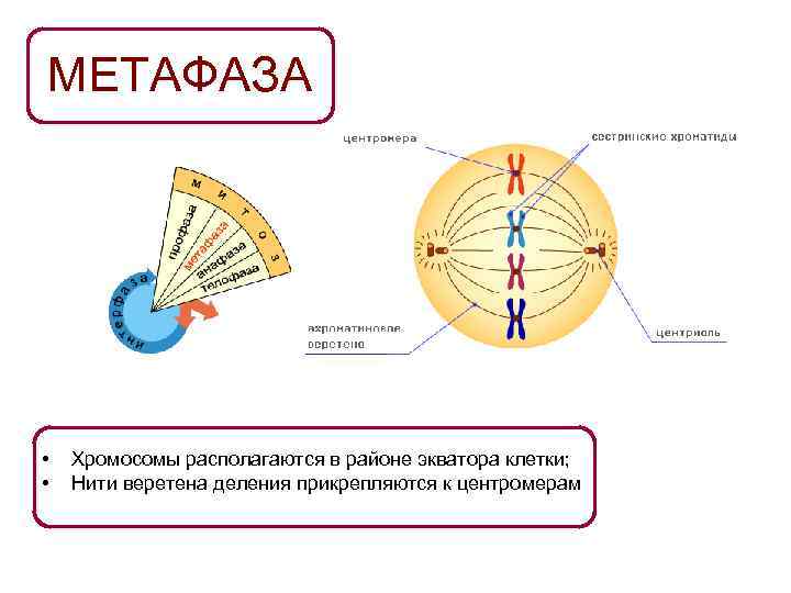 МЕТАФАЗА •  Хромосомы располагаются в районе экватора клетки;  •  Нити веретена