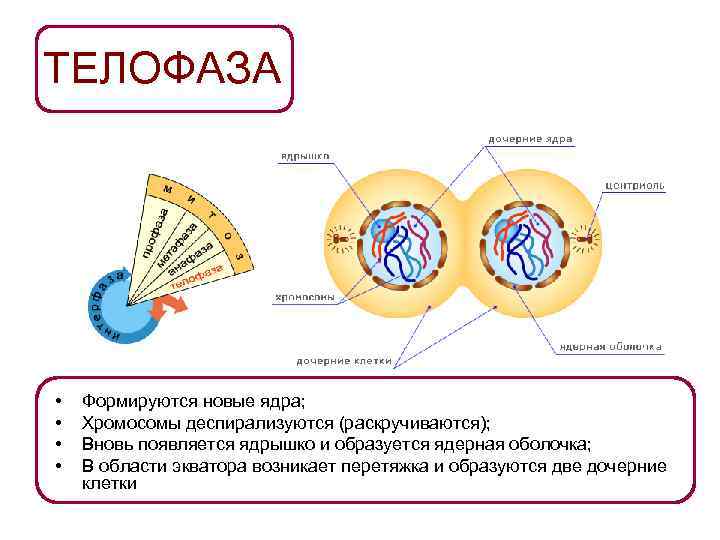 ТЕЛОФАЗА •  Формируются новые ядра;  •  Хромосомы деспирализуются (раскручиваются);  •