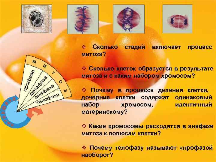 v Сколько  стадий  включает  процесс митоза?  v Сколько клеток образуется