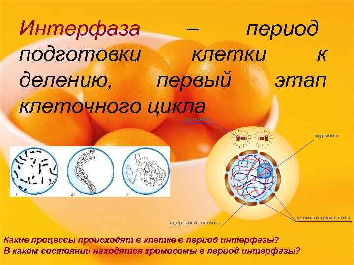  Интерфаза –  период  подготовки клетки  к  делению, первый 