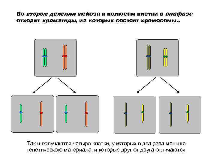 Во втором делении мейоза к полюсам клетки в анафазе отходят хроматиды, из которых состоят