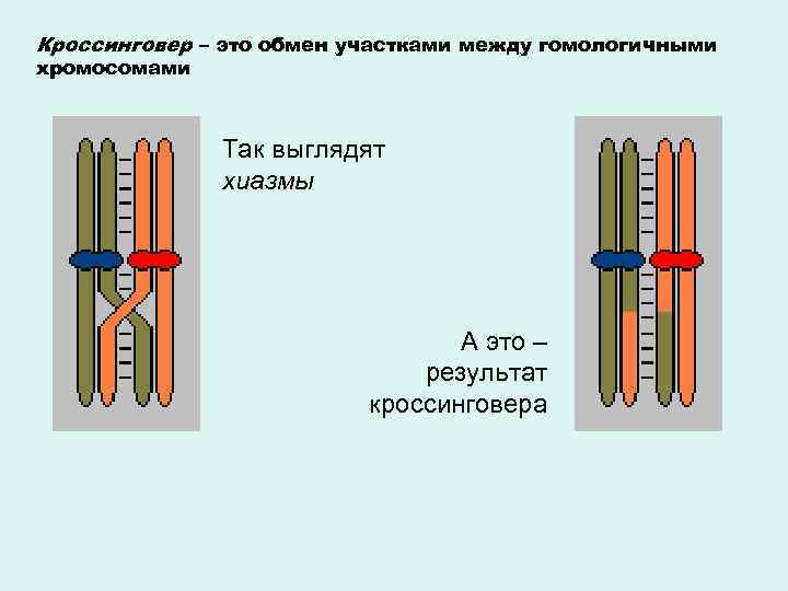 Кроссинговер – это обмен участками между гомологичными хромосомами   Так выглядят  
