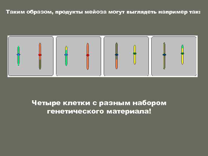 Таким образом, продукты мейоза могут выглядеть например так:   Четыре клетки с разным