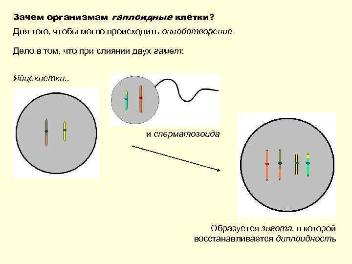 Зачем организмам гаплоидные клетки? Для того, чтобы могло происходить оплодотворение Дело в том, что