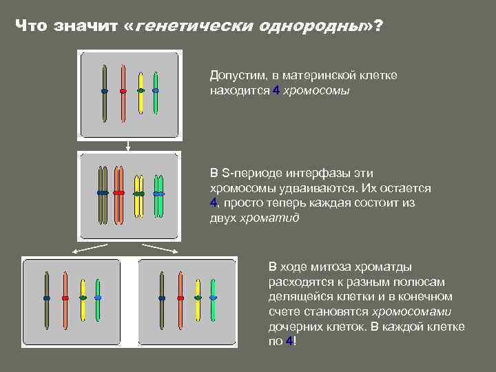 Что значит «генетически однородны» ?     Допустим, в материнской клетке 