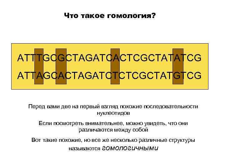    Что такое гомология? ATTTGCGCTAGATCACTCGCTATATCG ATTAGCACTAGATCTCTCGCTATGTCG  Перед вами две на первый