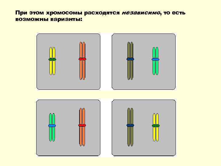 При этом хромосомы расходятся независимо, то есть возможны варианты: 