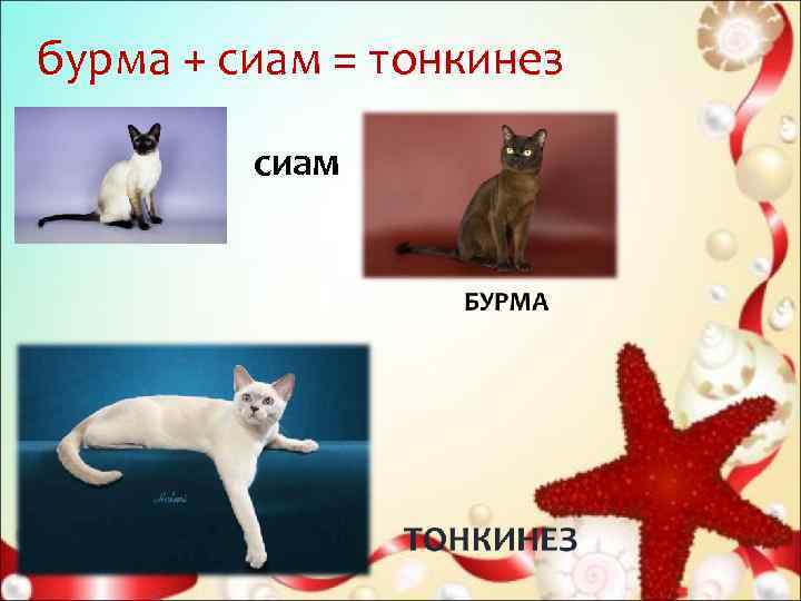 бурма + сиам = тонкинез  сиам 