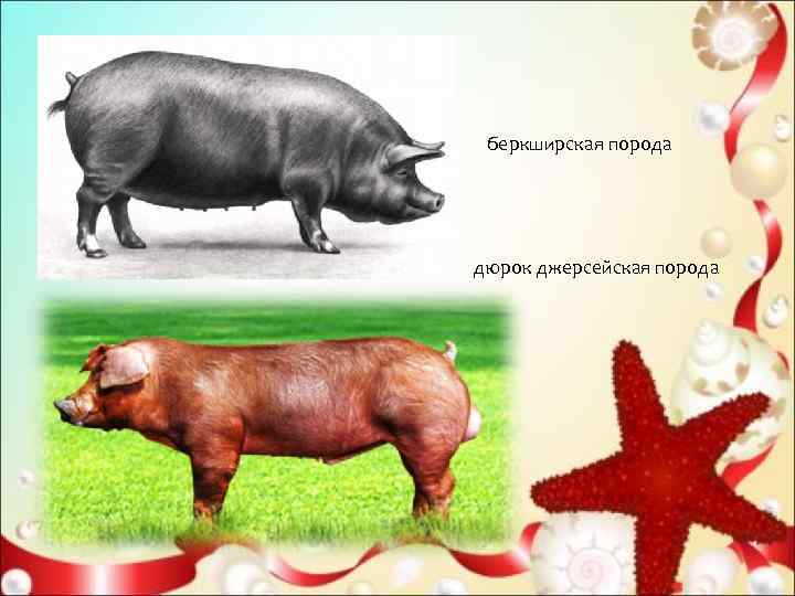  беркширская порода дюрок джерсейская порода 