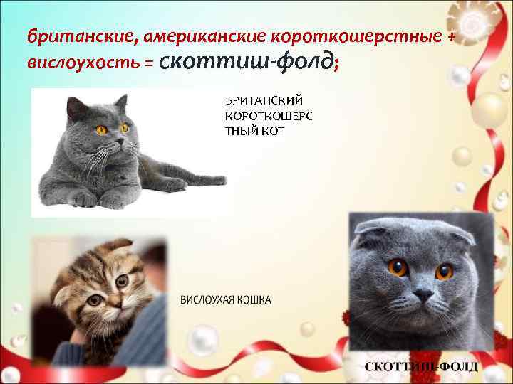 британские, американские короткошерстные + вислоухость = скоттиш-фолд;     БРИТАНСКИЙ  