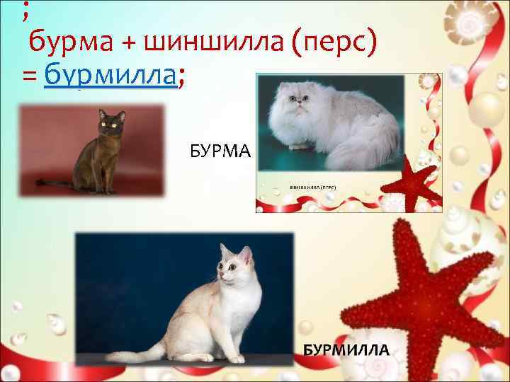 ;  бурма + шиншилла (перс) = бурмилла;   БУРМА 