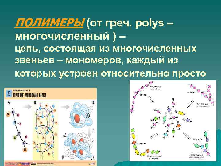 ПОЛИМЕРЫ (от греч. polys – многочисленный ) – цепь, состоящая из многочисленных звеньев –