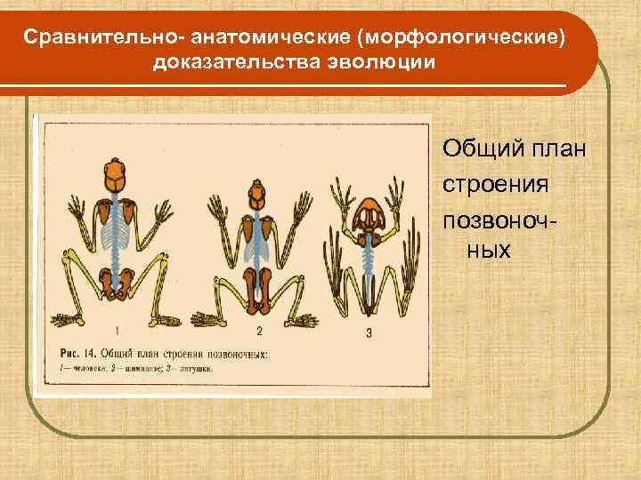 Сравнительно- анатомические (морфологические)  доказательства эволюции    Общий план   