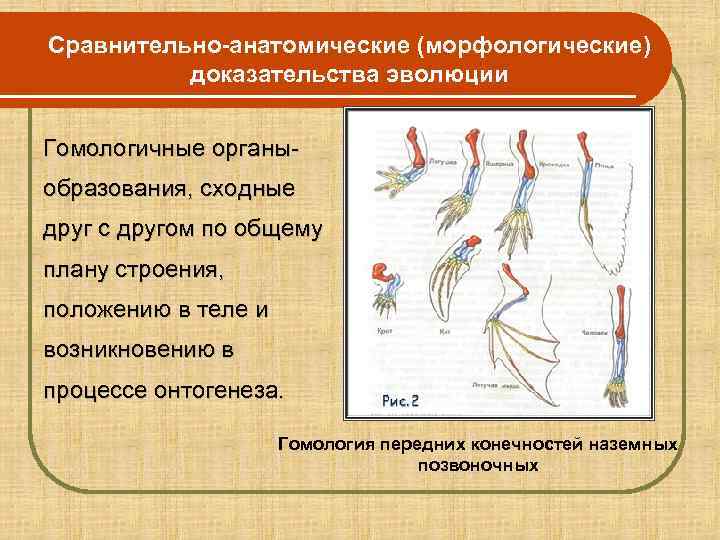 Сравнительно-анатомические (морфологические)   доказательства эволюции  Гомологичные органы- образования, сходные друг с другом
