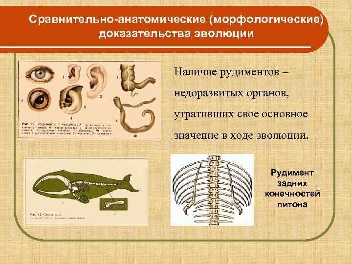 Сравнительно-анатомические (морфологические)  доказательства эволюции    Наличие рудиментов –   
