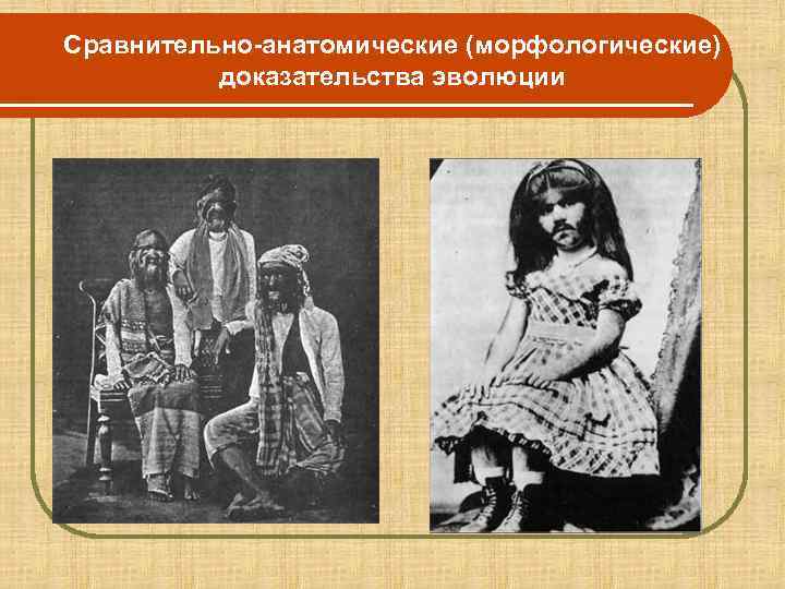 Сравнительно-анатомические (морфологические)  доказательства эволюции 
