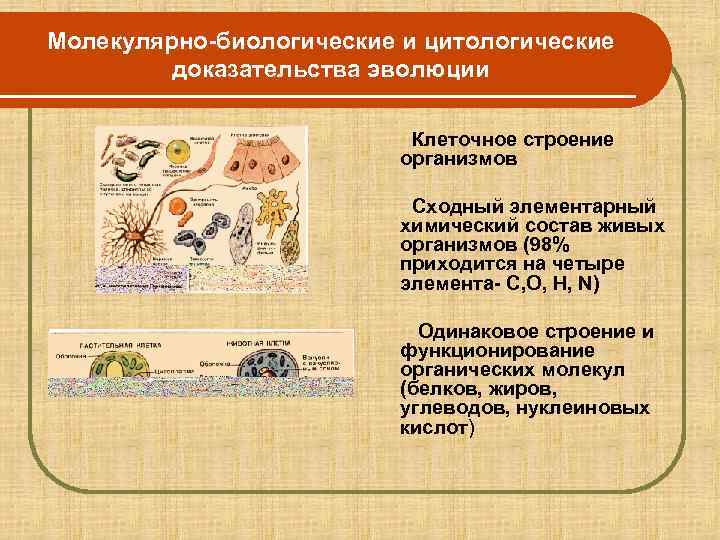 Доказательства клеточного строения. Цитологические доказательства эволюции. Биологические доказательства эволюции. Молекулярно-биологические и цитологические доказательства эволюции. Молекулярная биология доказательства эволюции.