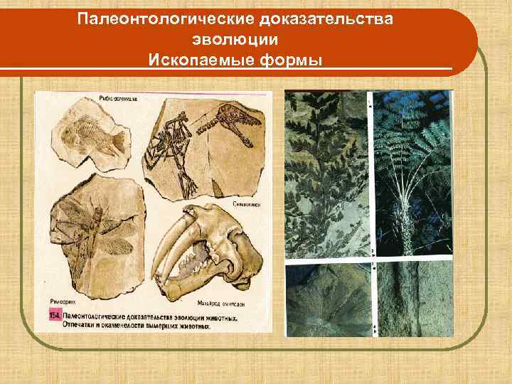 Палеонтологические доказательства  эволюции  Ископаемые формы 