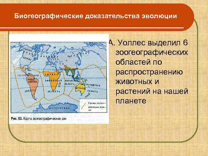 Биогеографические доказательства эволюции картинки