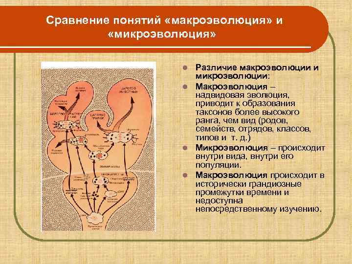 Микро и макроэволюция презентация