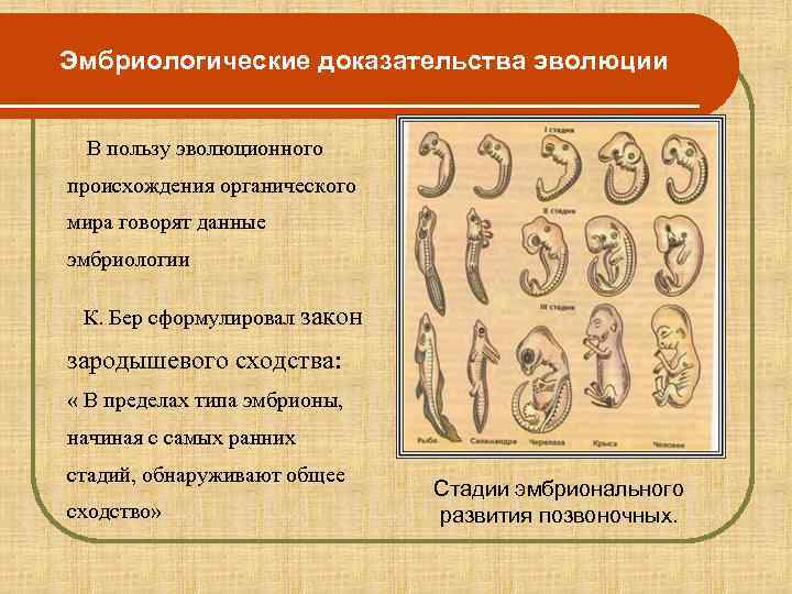 Эмбриологические доказательства эволюции  В пользу эволюционного происхождения органического мира говорят данные эмбриологии 