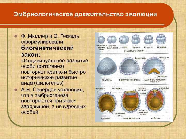 Эмбриологическое доказательство эволюции  l  Ф. Мюллер и Э. Геккель сформулировали биогенетический закон: