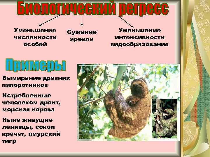   Уменьшение Сужение Уменьшение  численности ареала  интенсивности особей   видообразования