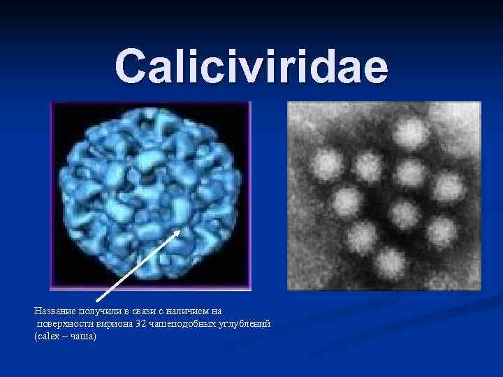     Caliciviridae  Название получили в связи с наличием на поверхности