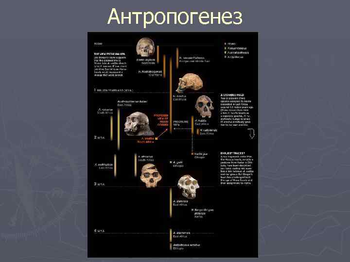 Антропогенез 