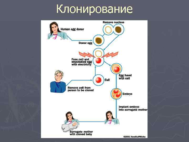 Клонирование 