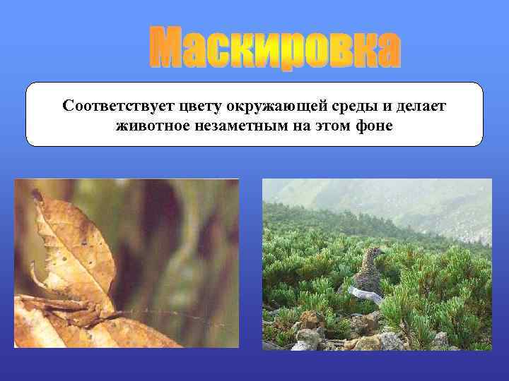 Соответствует цвету окружающей среды и делает  животное незаметным на этом фоне 
