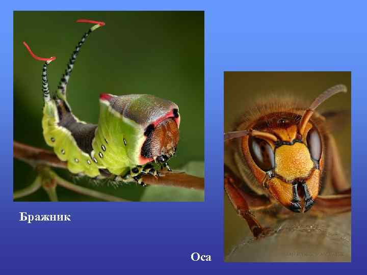 Бражник   Оса 
