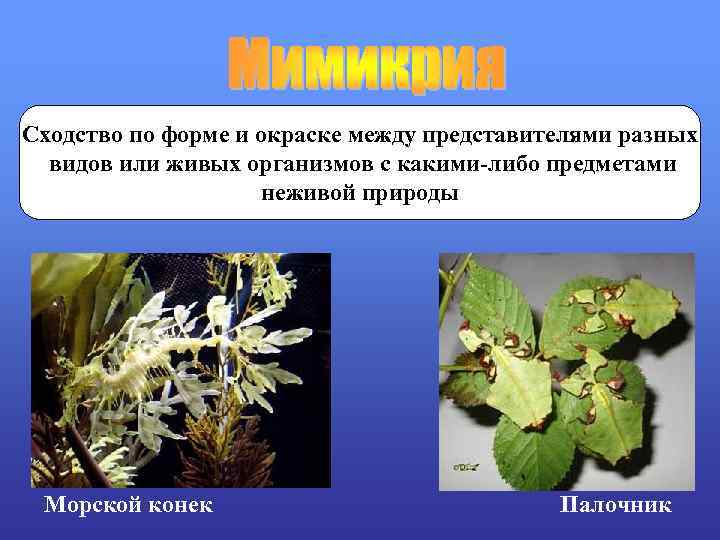 Сходство по форме и окраске между представителями разных  видов или живых организмов с